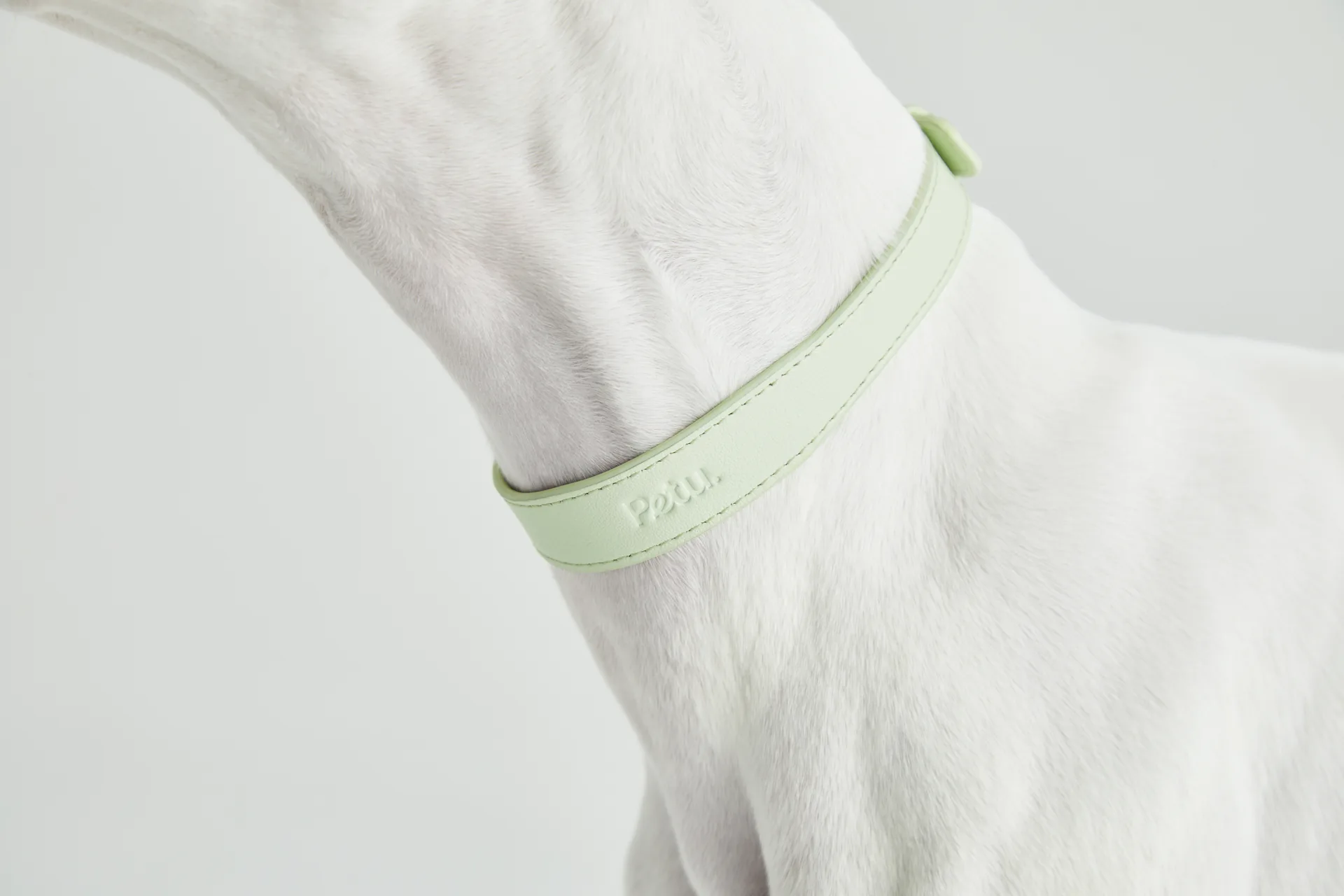 Pet Accessories Lifestyle Photography visual production example