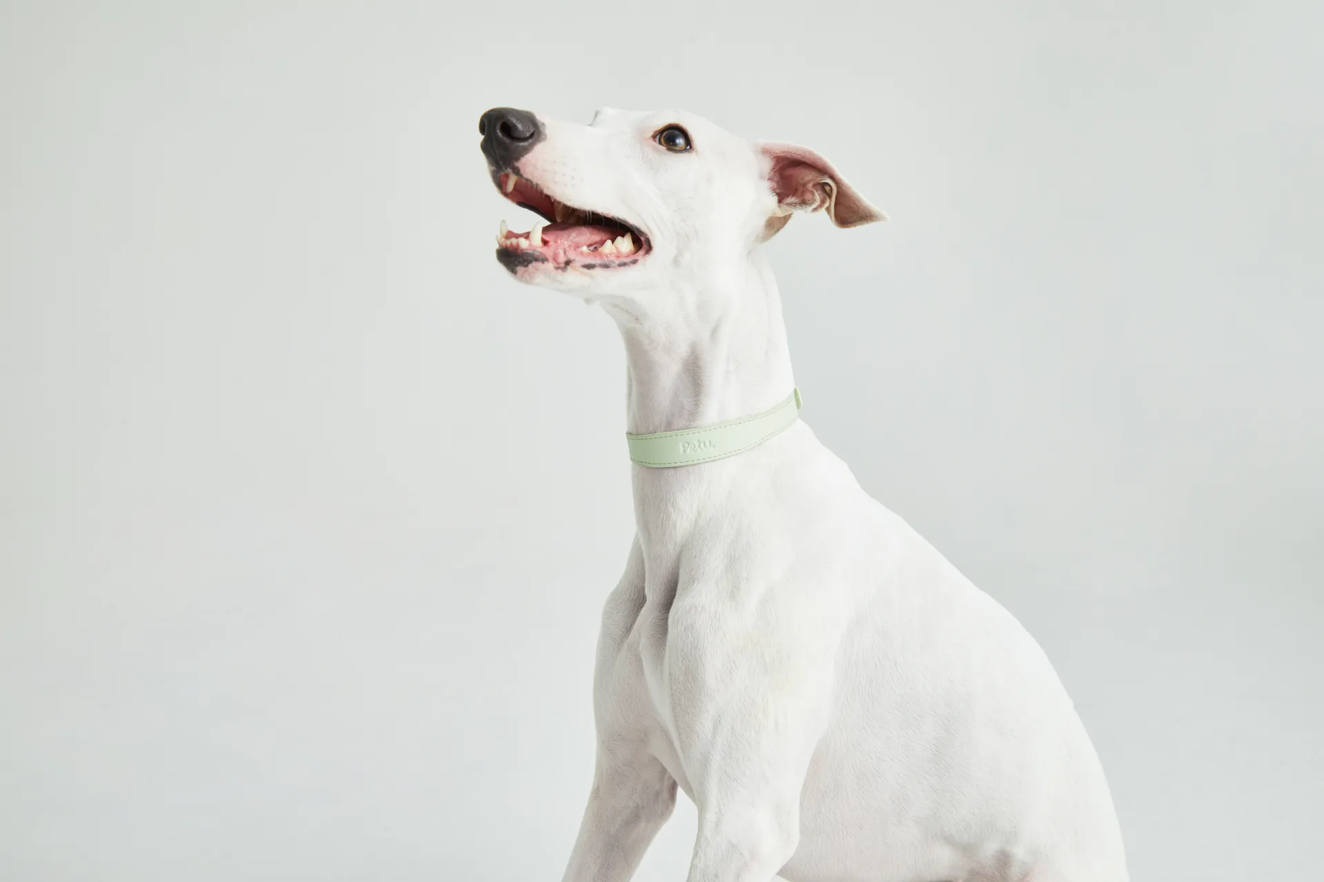 Pet Accessories Lifestyle Photography commercial photography example