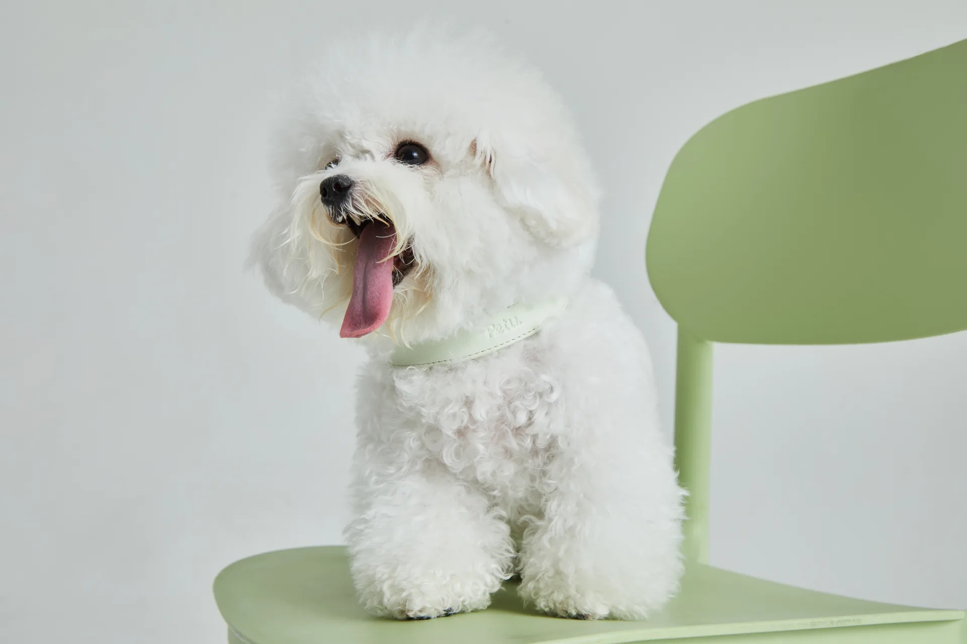 Pet Accessories Lifestyle Photography commercial photography example
